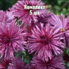 Комплект 5шт / Хризантема Бузков Ёжик: фото и описание