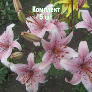Комплект 5шт / Лилия Баттерфляй