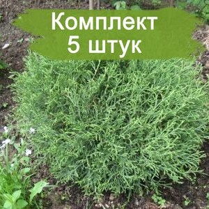 Комплект 5шт / Туя Мистер Боулинг Болл (шаровидная) (Предзаказ)