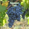 Комплект 5шт / Виноград Карменер: фото и описание