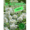 Жасмин / саженцы оптом 80 шт