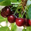 Комплект 5шт / Вишня Кирина: фото и описание
